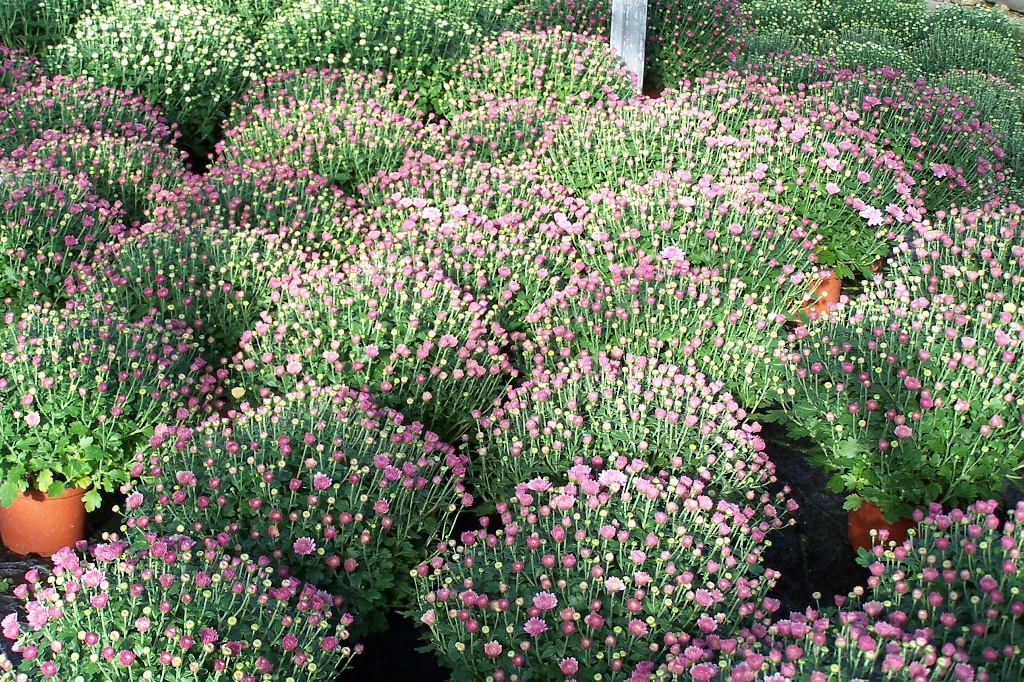 Chrysanthemum indicum - chryzantéma, listopadka