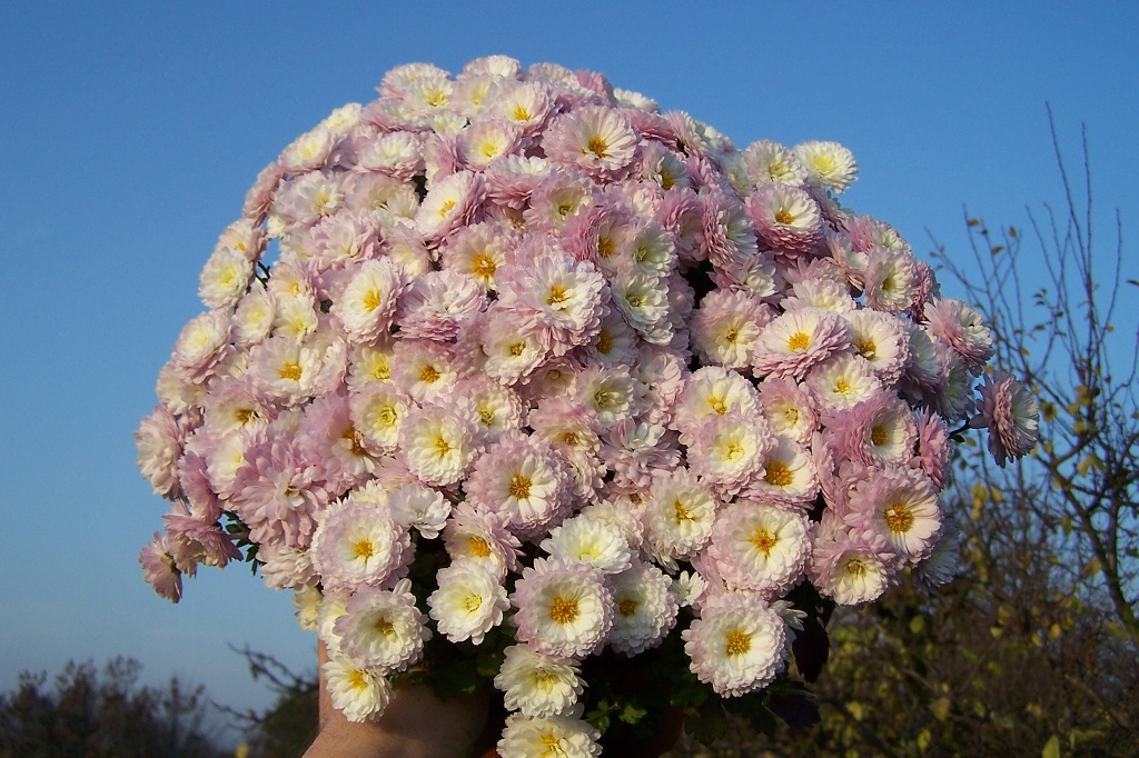 Chrysanthemum indicum - chryzantéma, listopadka
