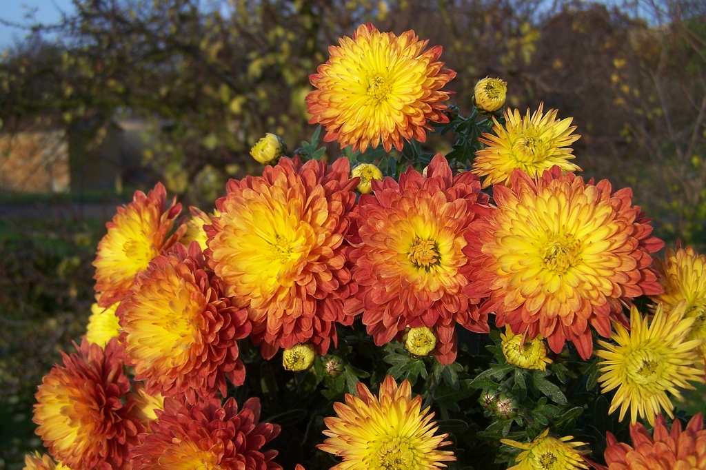 Chrysanthemum indicum - chryzantéma, listopadka