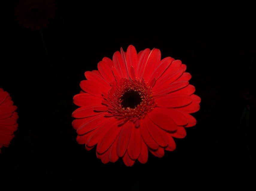 Gerbera - řezané květy