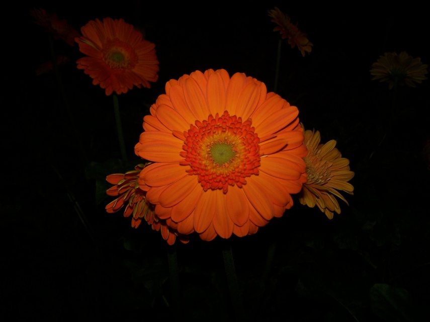 Gerbera - řezané květy