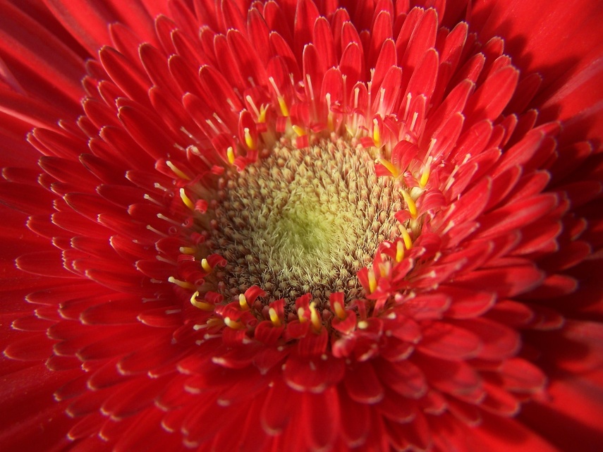 Gerbera - řezané květy