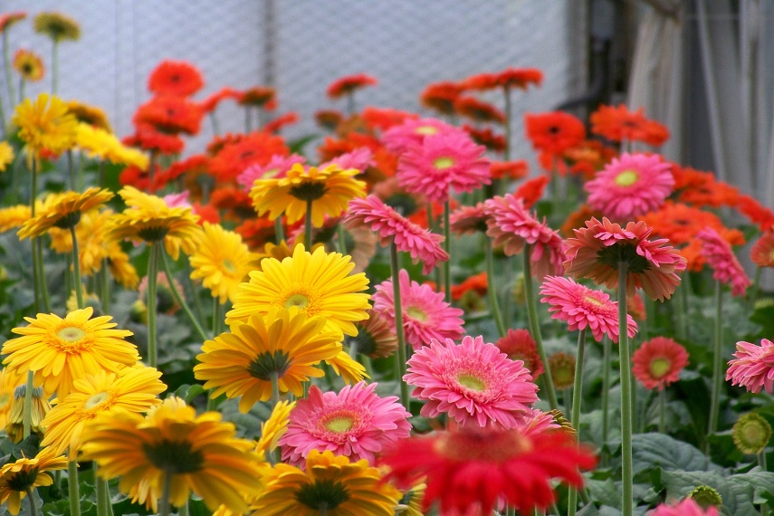 Gerbera - řezané květy