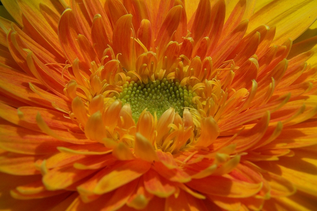 Gerbera - řezané květy