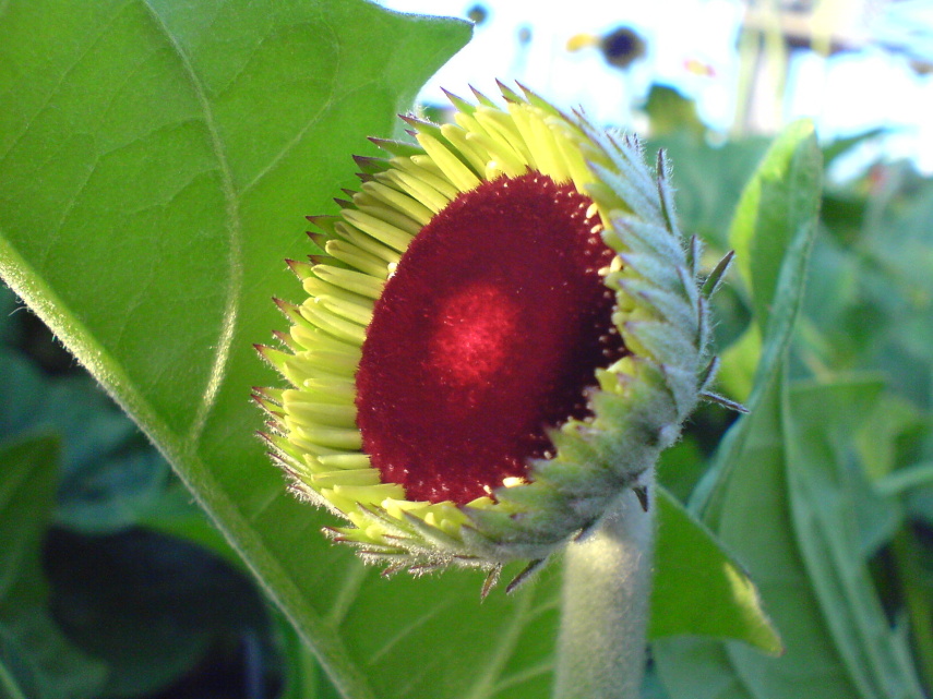 Gerbera - řezané květy