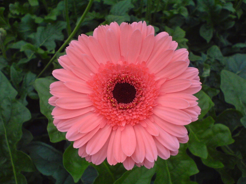 Gerbera - řezané květy