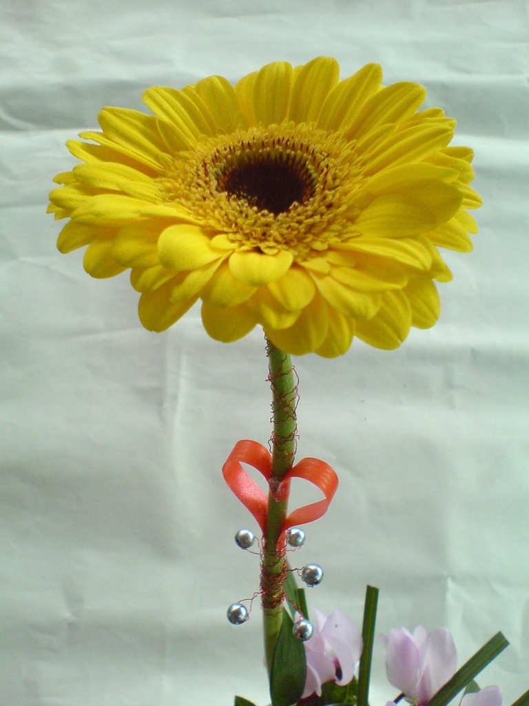 Gerbera - řezané květy